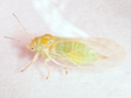Cacopsylla ambigua